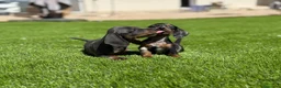Teckel Miniatura perros en venta: TECKEL MINI VARIOS COLORES - Anuncio 1