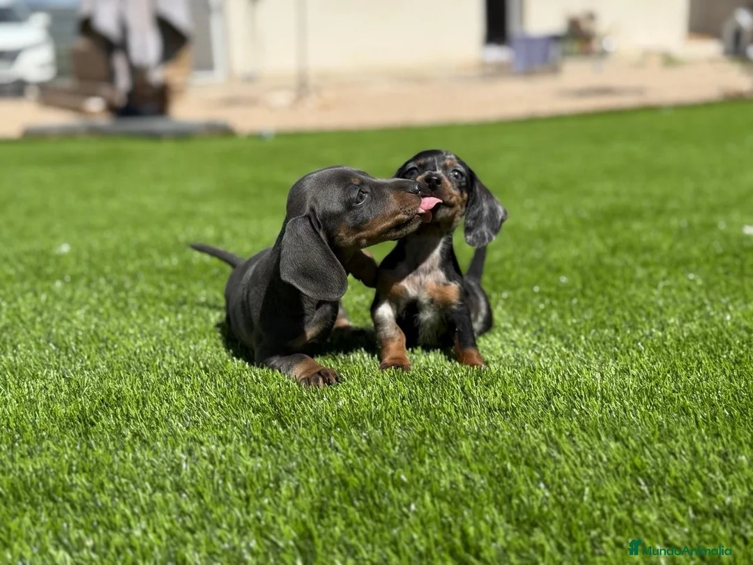 Teckel Miniatura perros en venta: TECKEL MINI VARIOS COLORES - Anuncio 1