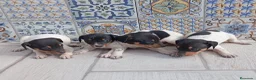 Ratonero Bodeguero Andaluz perros en venta: Bodegueros Jerezanos Alta Calidad Máxima  - Anuncio 1