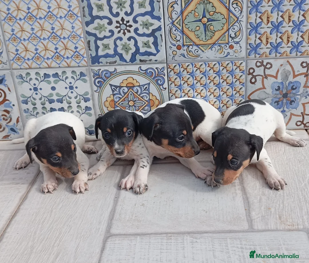 Ratonero Bodeguero Andaluz perros en venta: Bodegueros Jerezanos Alta Calidad Máxima  - Anuncio 1