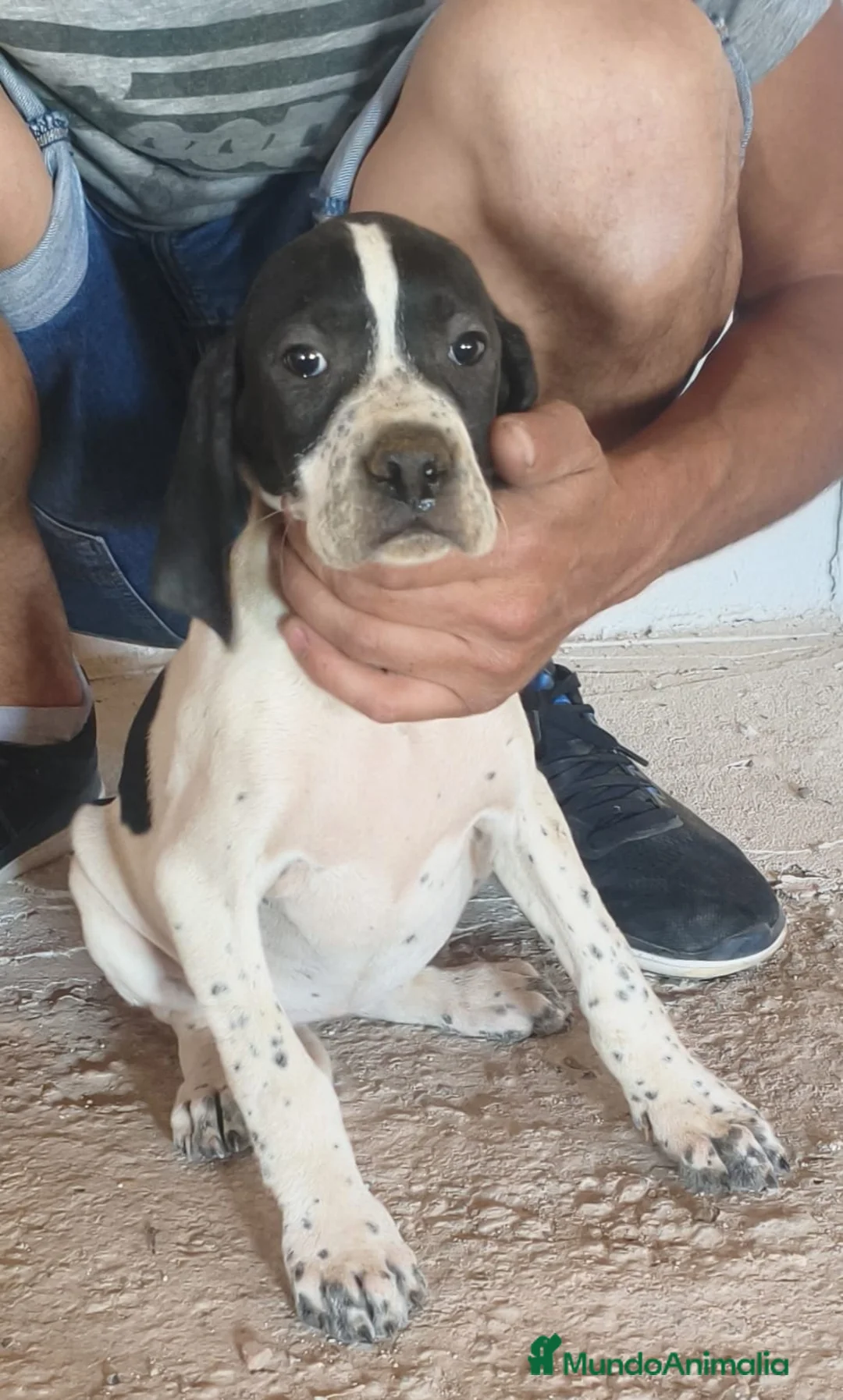 Pointer perros en venta: Pointer macho y hembra adopción  - Anuncio 1