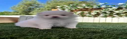 Pomerania perros en venta: POMERANIA  - Anuncio 26