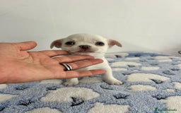 Chihuahua perros en venta: Chihuahua mini  - Imagen 2