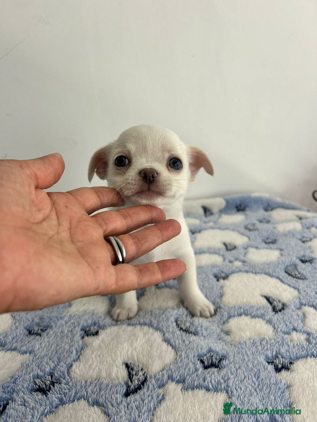 Chihuahua perros en venta: Chihuahua mini  - Imagen 2