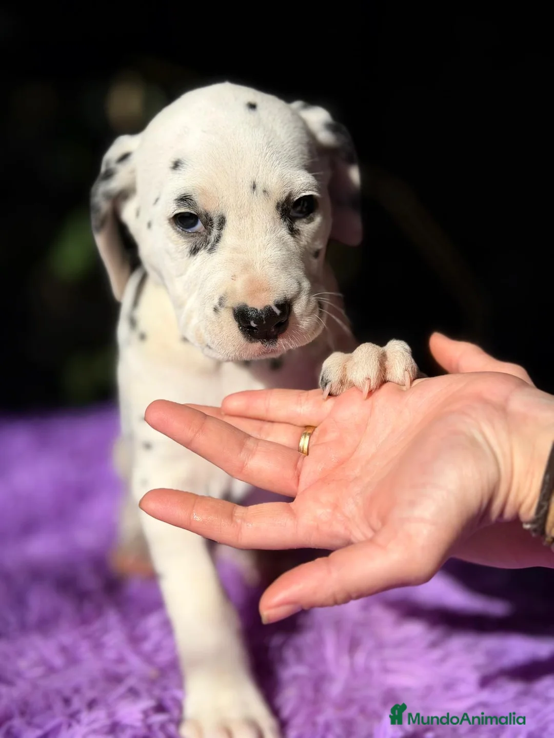 Dálmata perros en venta: Dalmata - Anuncio 5
