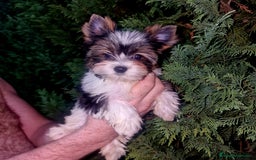 Biewer Yorkshire Terrier a la Pom Pon perros en venta: YORKSHIRE BIEWER TOY ⭐ - Imagen 1