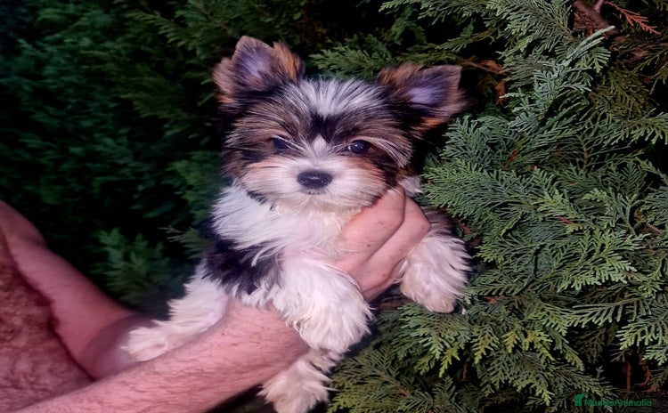 Biewer Yorkshire Terrier a la Pom Pon perros - Anuncio 1