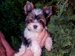 Biewer Yorkshire Terrier a la Pom Pon perros - Anuncio 1