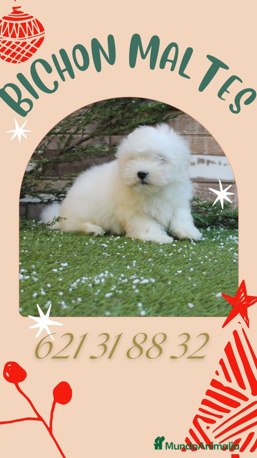 Bichón Maltés perros en venta:  PRECIOSOS CACHORRITO DE BICHON MALTES - Anuncio 1