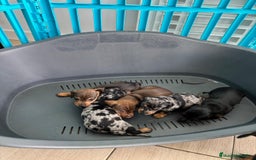 Teckel perros en venta: Teckel hembra  - Imagen 3