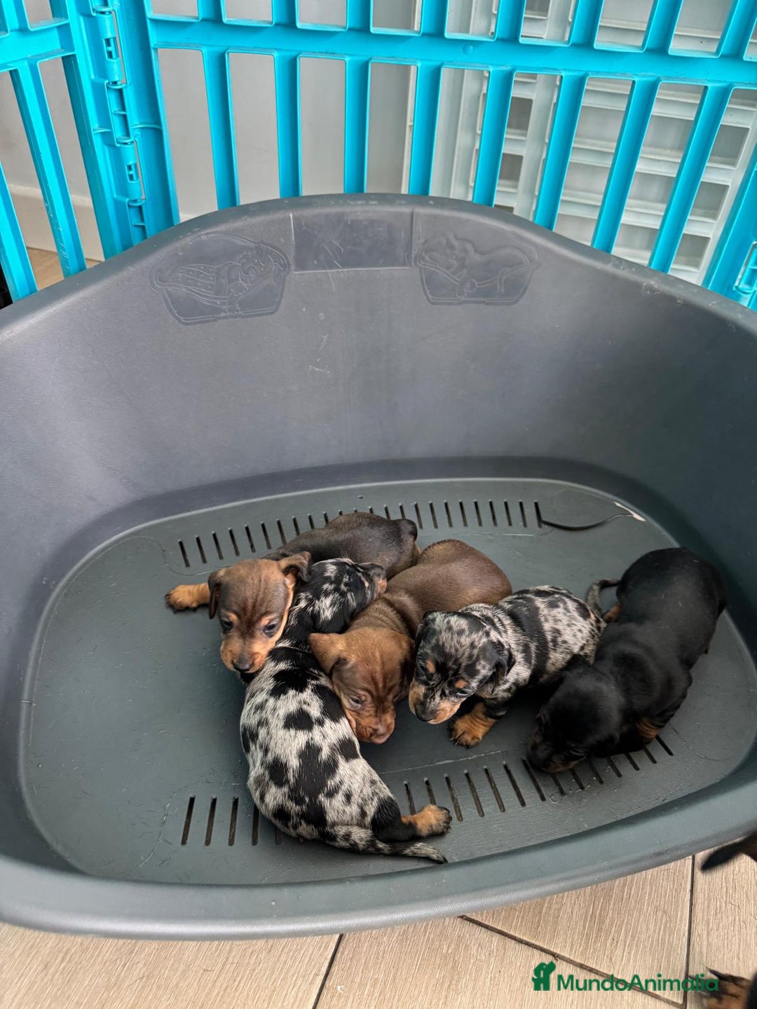 Teckel perros en venta: Teckel hembra  - Imagen 3