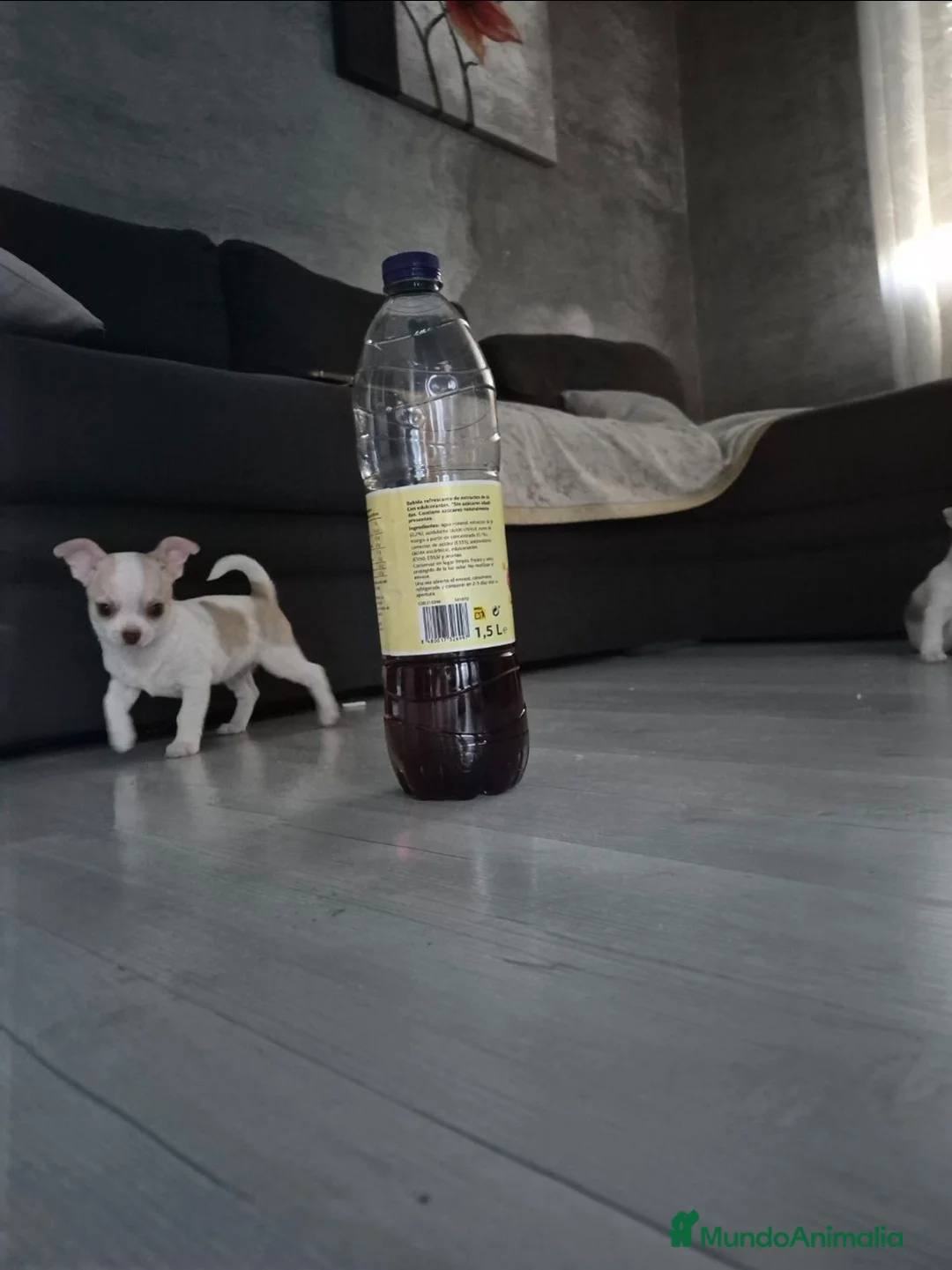 Chihuahua perros en venta: Chihuahuas micro toys - Anuncio 8