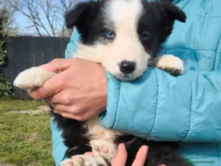 Border Collie perros Cachorros border collie ojos azules! - Anuncio 1