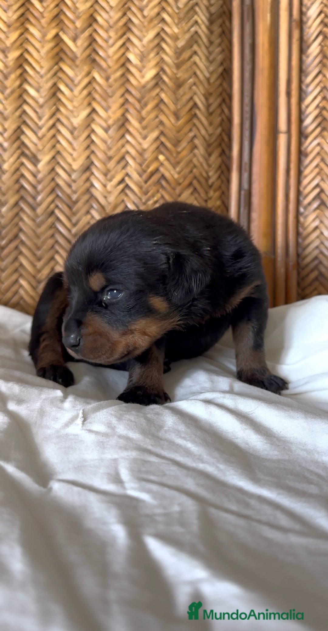 Rottweiler perros en venta: Rottweiler - Imagen 3
