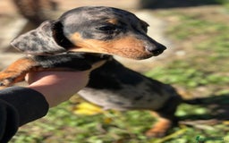 Teckel Miniatura perros en venta: TECKEL MINIATURA ARLEQUIN - Anuncio 3