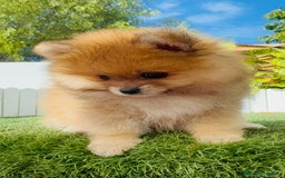 Pomerania perros en venta: POMERANIA MACHO - Imagen 4