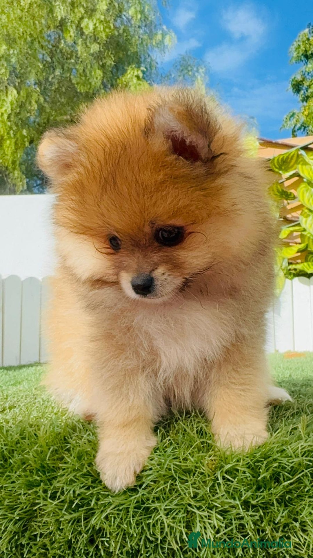 Pomerania perros en venta: POMERANIA MACHO - Imagen 4