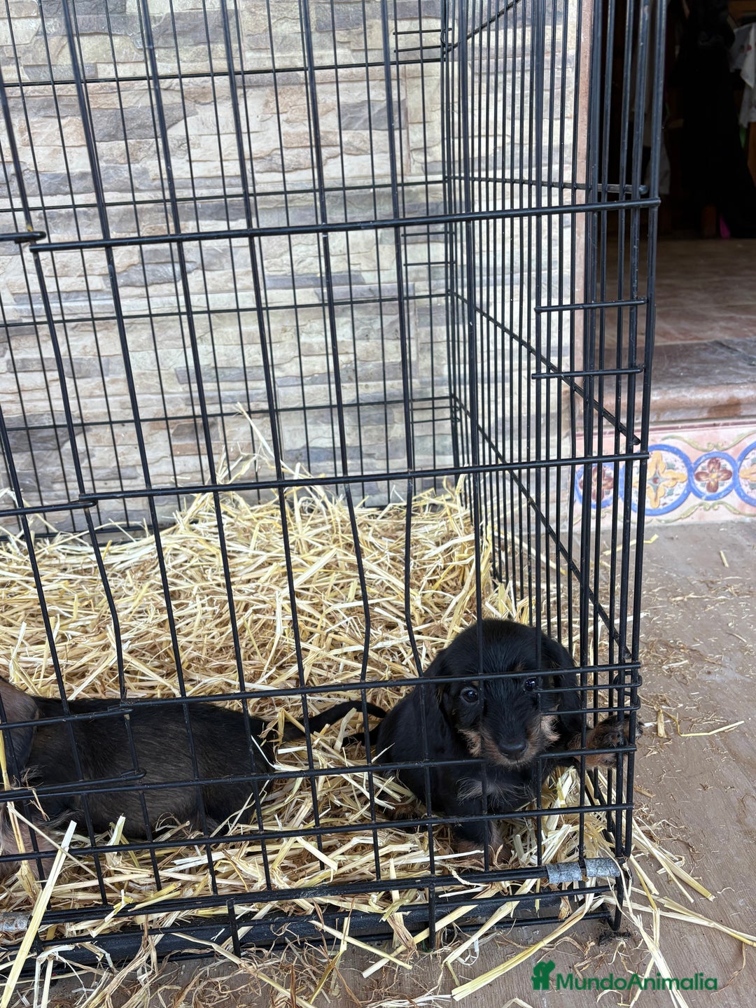 Teckel Miniatura perros en venta: Teckel mini pelo duro  - Anuncio 5