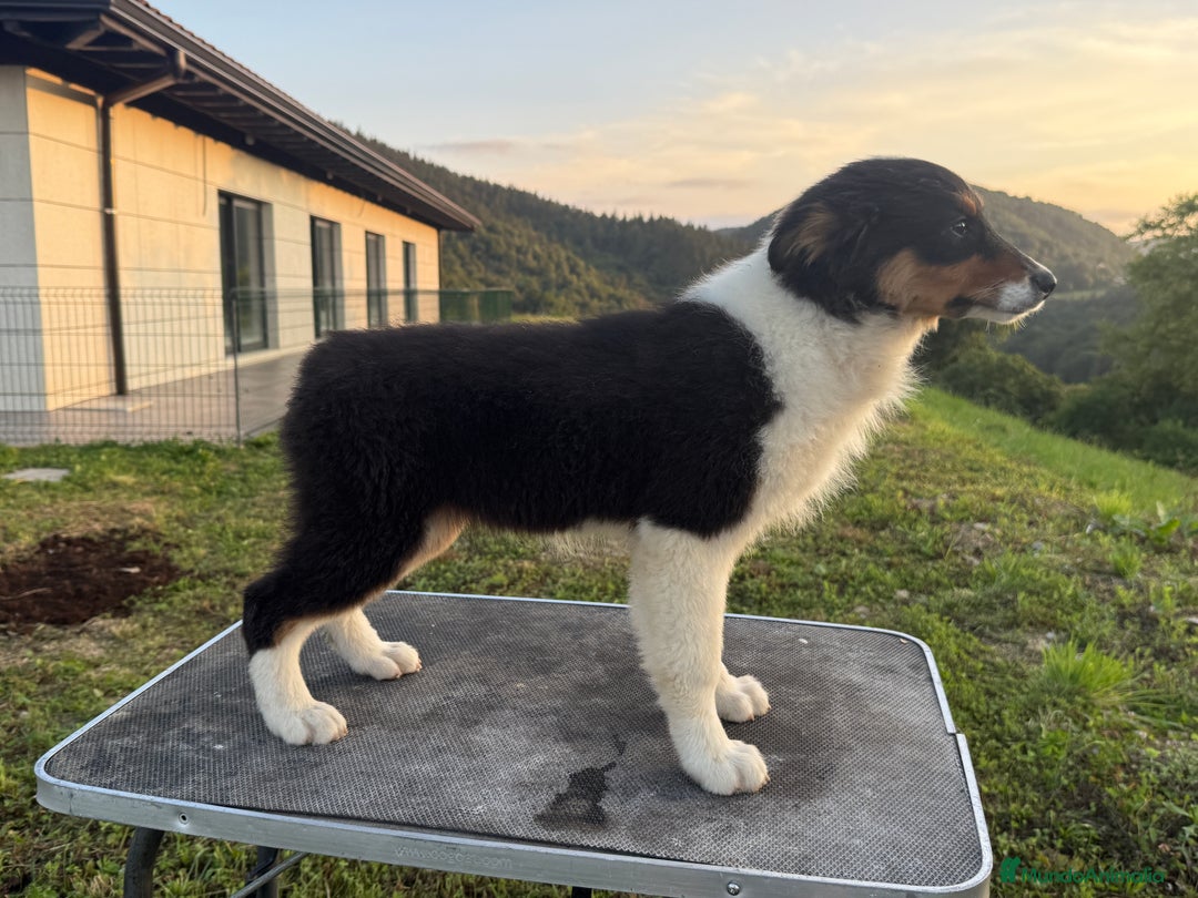 Pastor Australiano perros en venta: Preciosos cachorros de Pastor Australino  - Imagen 8