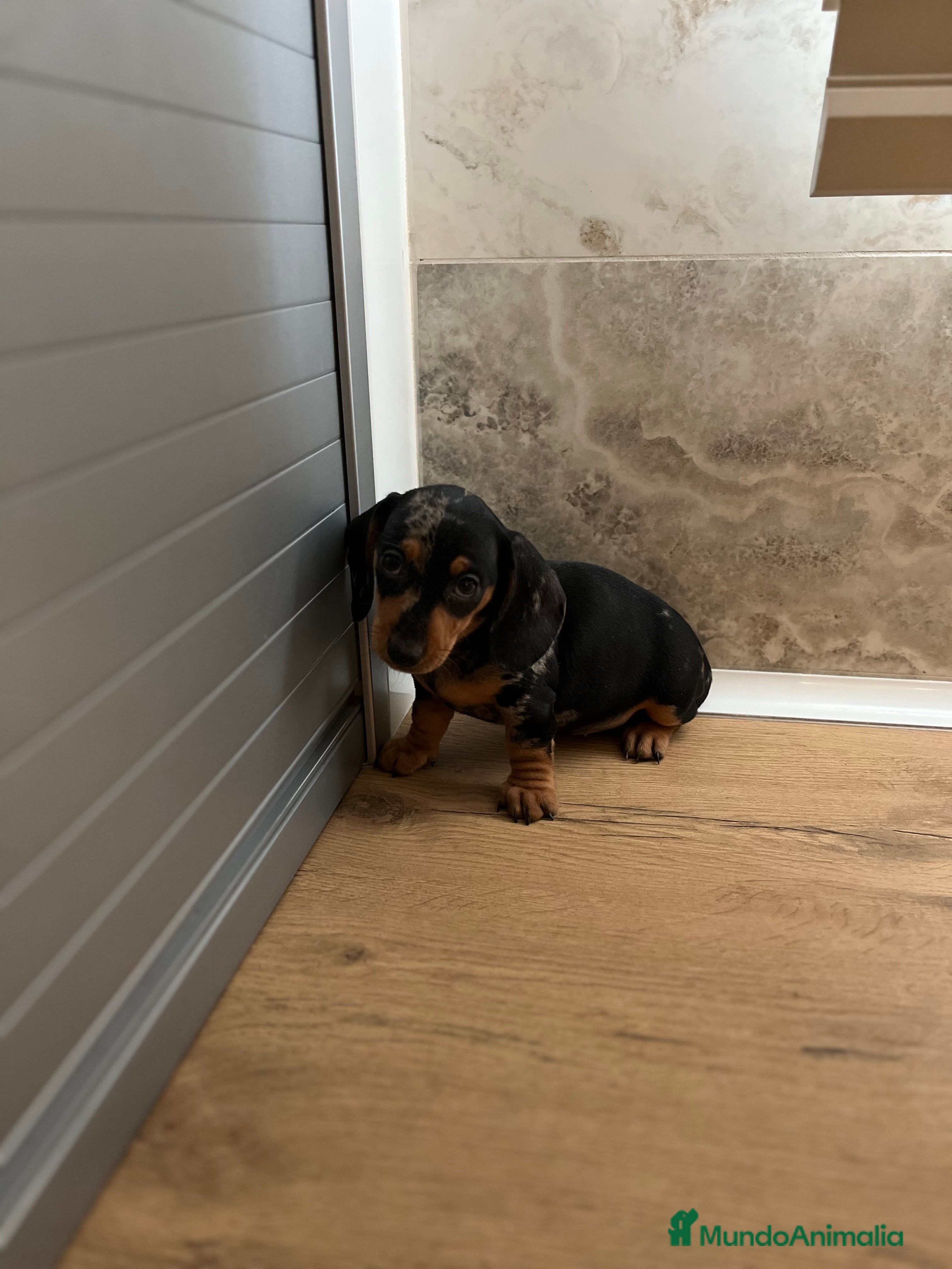 Teckel perros Magníficos Teckel miniatura 601144783 - Anuncio 16