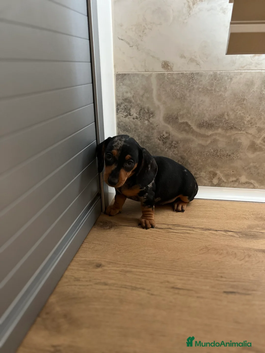 Teckel perros en venta: Magníficos Teckel miniatura 601144783 en Valencia - Anuncio 5