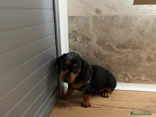 Teckel perros Magníficos Teckel miniatura 601144783 - Anuncio 16