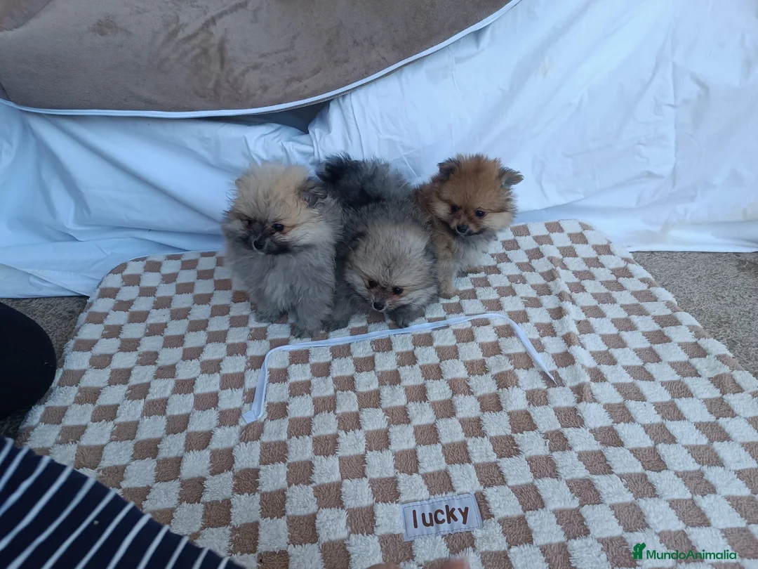 Pomerania perros en venta: PRECIOSOS POMERANIAS MACHITOS - Anuncio 2