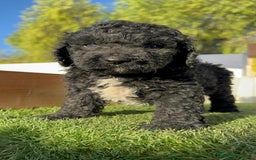 Perro de Agua Español perros en venta: PERRO DE AGUA ESPAÑOL - Imagen 1