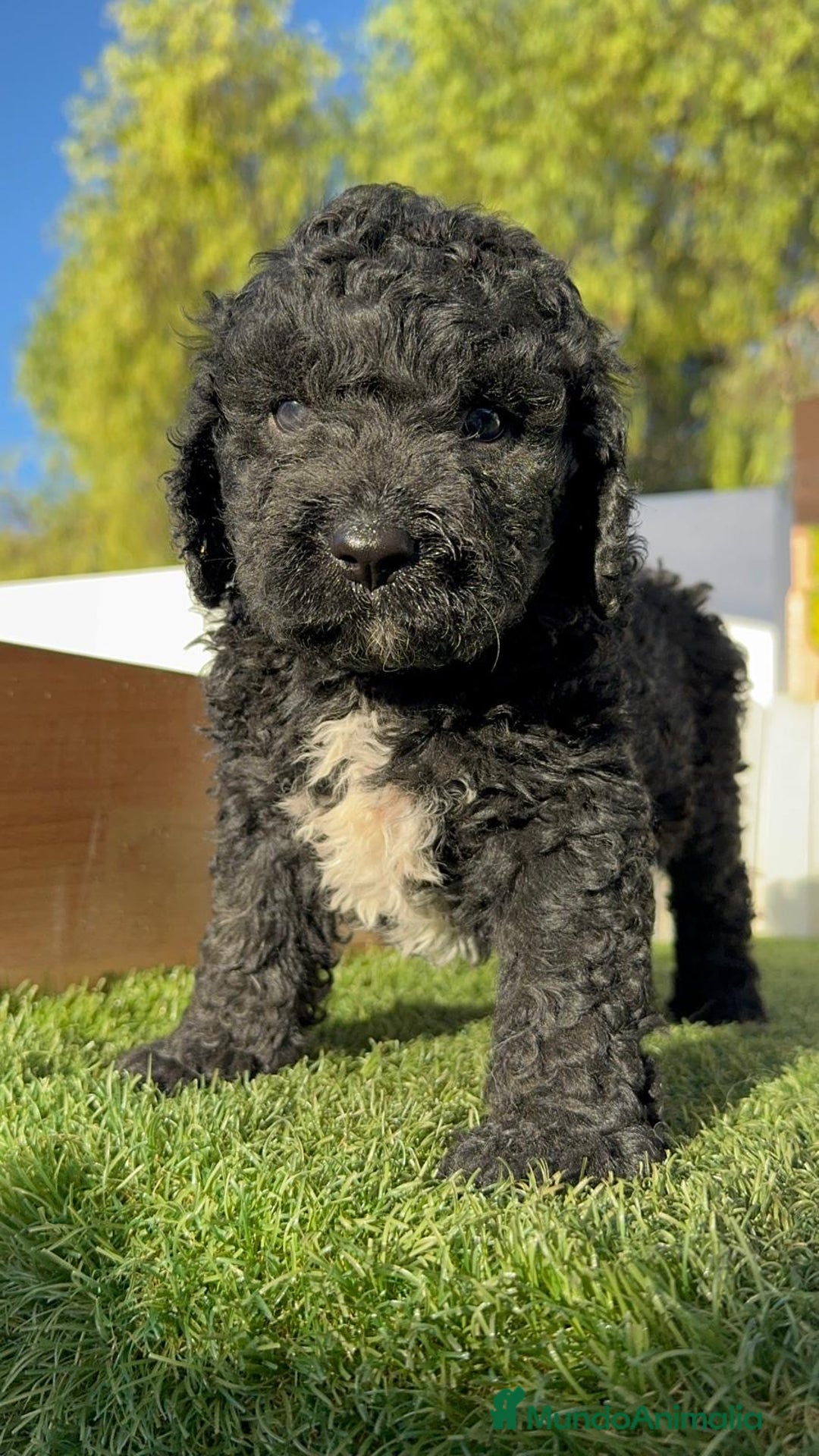 Perro de Agua Español perros en venta: PERRO DE AGUA ESPAÑOL - Imagen 1
