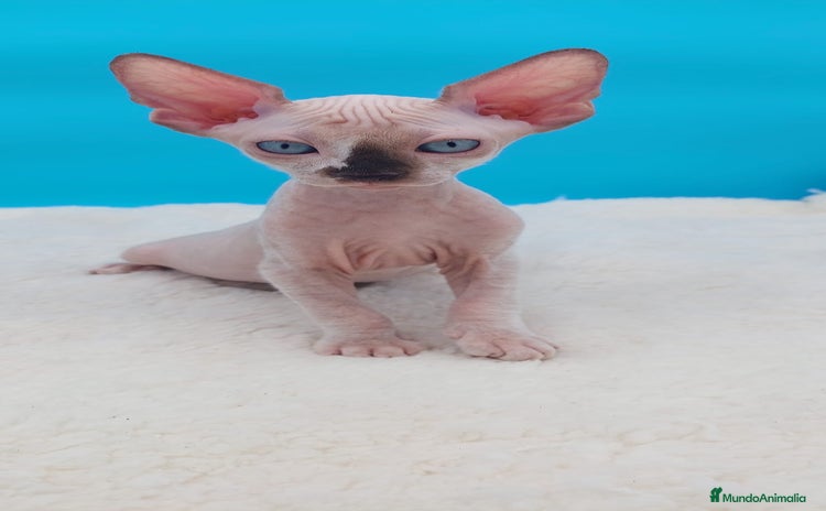 Sphynx gatos - Anuncio 10