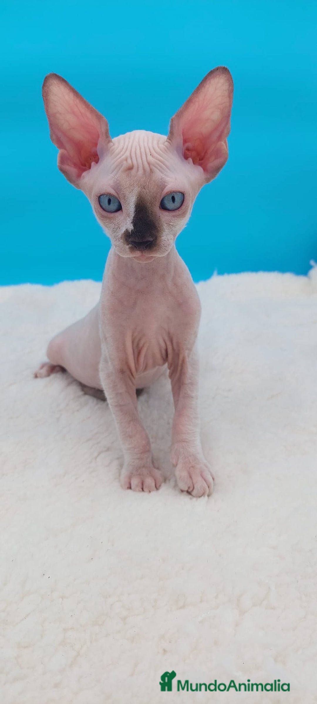 Sphynx gatos en venta: Precioso machito sphynx  - Imagen 1