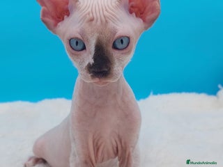 Sphynx gatos - Anuncio 7