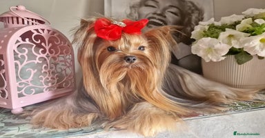 Yorkshire Terrier perros - Anuncio 3