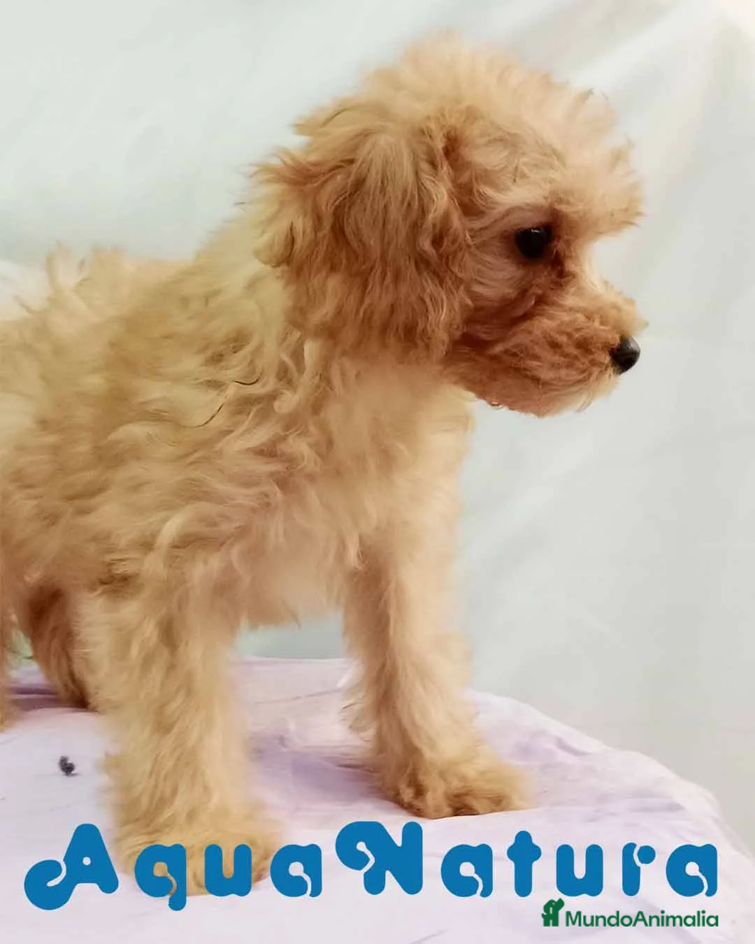 Caniche Mediano perros en venta:  Caniche Hembra de Barbie y Can 6148 - AQUANATURA en Barcelona - Anuncio 5