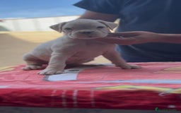 Boxer perros en venta: Hembra blanca de boxer - Imagen 2