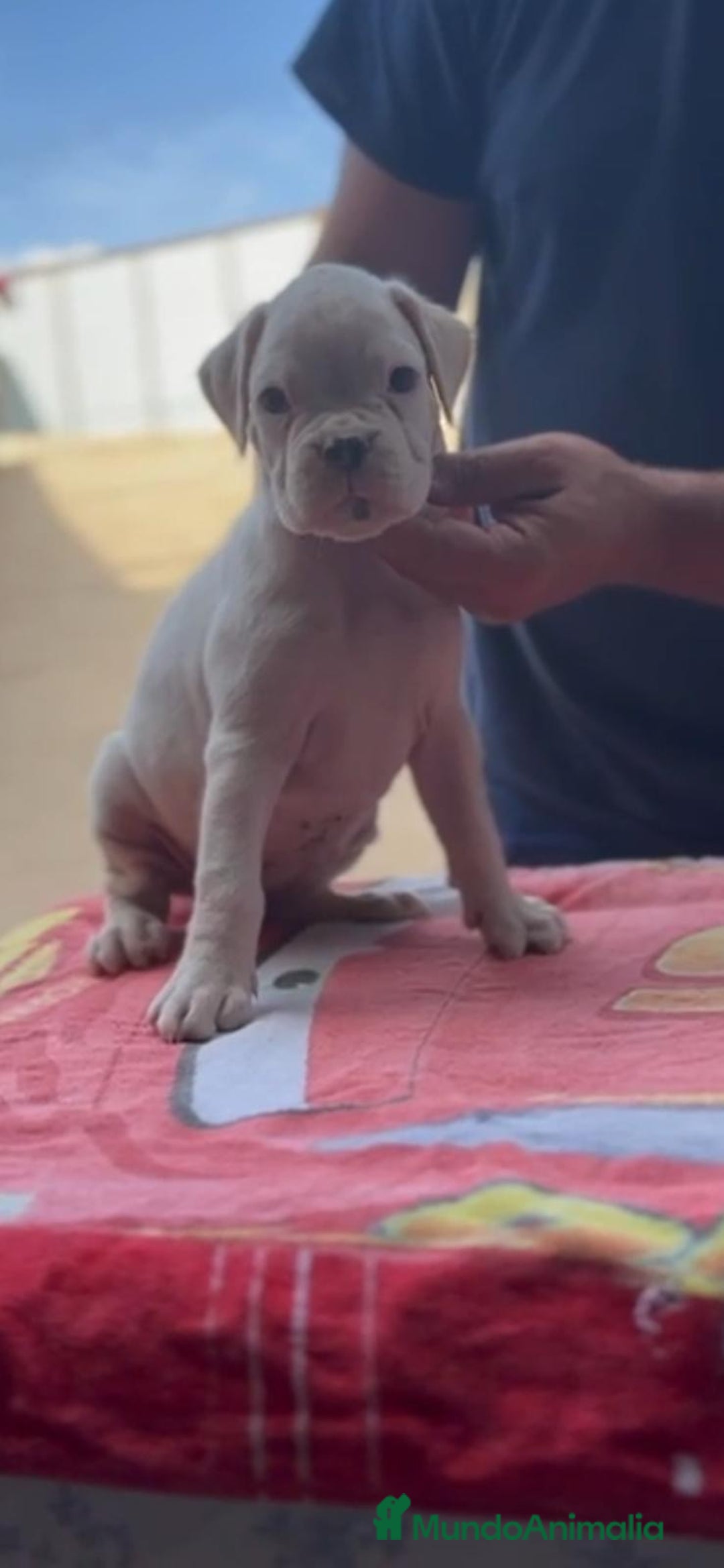 Boxer perros en venta: Hembra blanca de boxer - Imagen 2