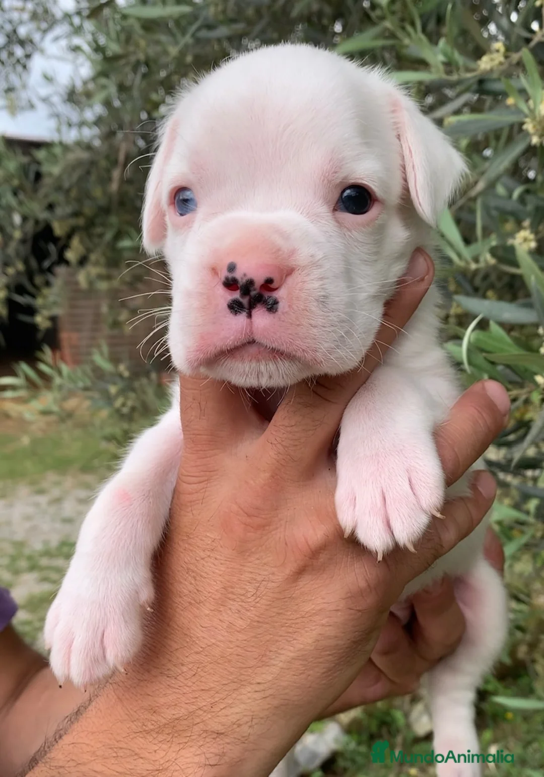Boxer perros en venta: Precioso Macho Blanco BOXER - Anuncio 2