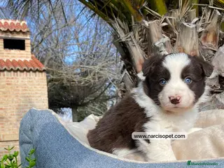 Border Collie perros BORDER COLLIE CHOCOLATE - Anuncio 19
