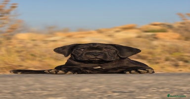 Cane Corso perros - Propaganda 10