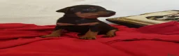 Pinscher Miniatura perros en venta: Pinscher mini machitos (belleza) - Anuncio 4
