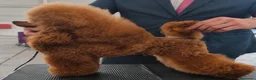 Caniche Toy perros en venta: Caniche toy - Anuncio 14