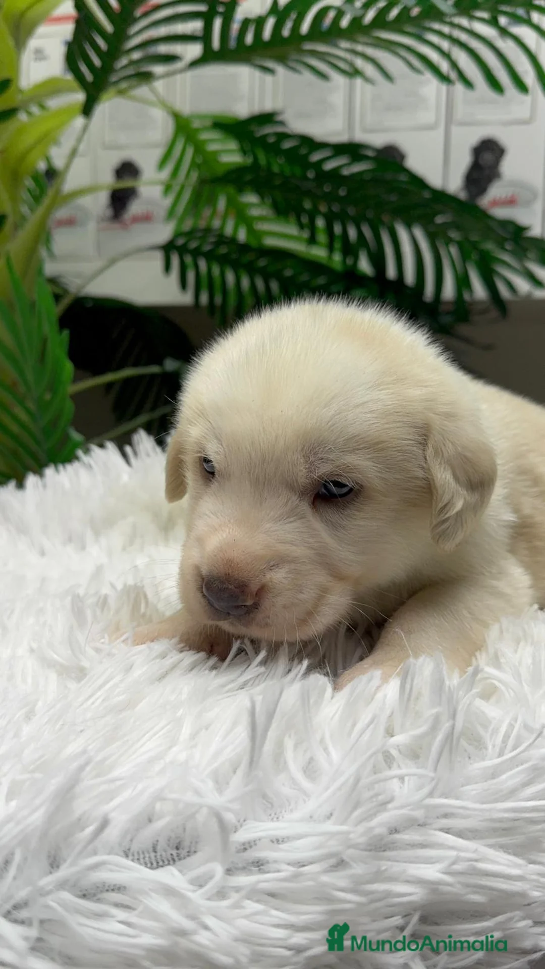 Mastín Español perros en venta: MASTIN ESPAÑOL - Anuncio 6