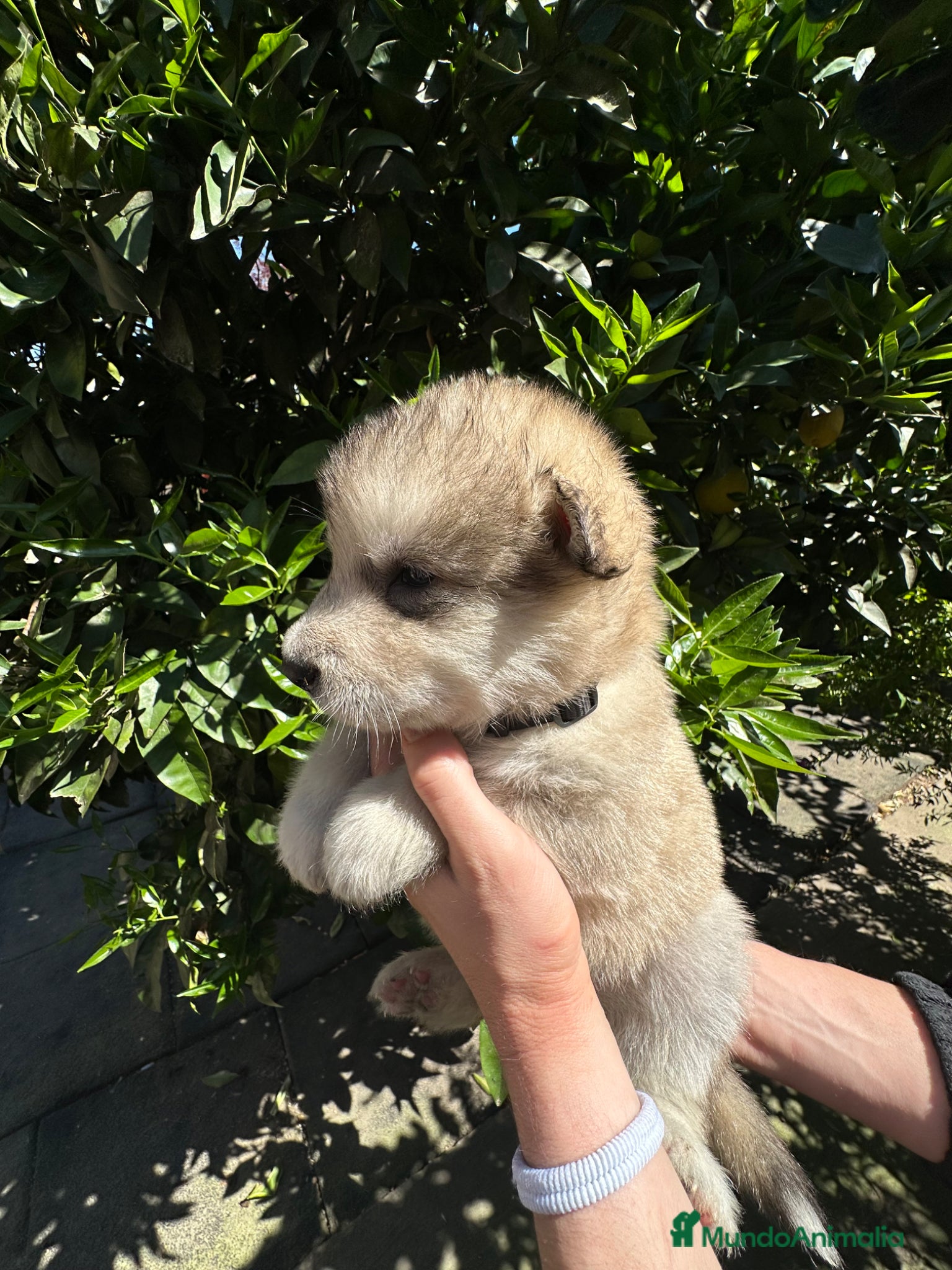 Alaskan Malamute perros Cachorros alaskan disponibles - Anuncio 2