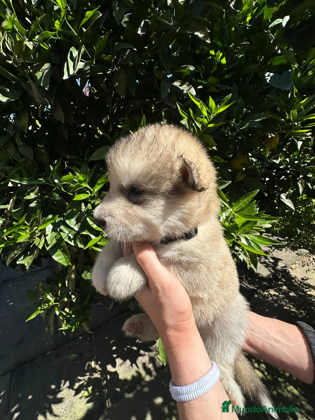 Alaskan Malamute perros en venta: Cachorros alaskan disponibles - Anuncio 2