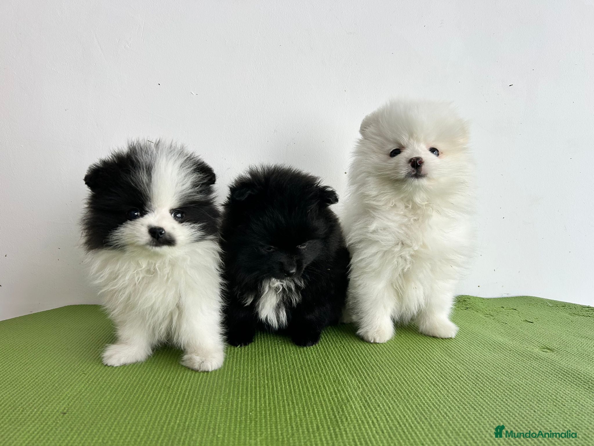 Pomerania perros Pomerania mini - Anuncio 1