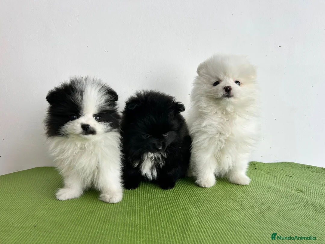 Pomerania perros en venta: Pomerania mini - Anuncio 1