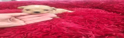 Maltipoo perros en venta: Maltipoo  - Anuncio 4