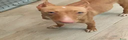 Podenco Andaluz perros en venta: Podenca andaluz  - Anuncio 1