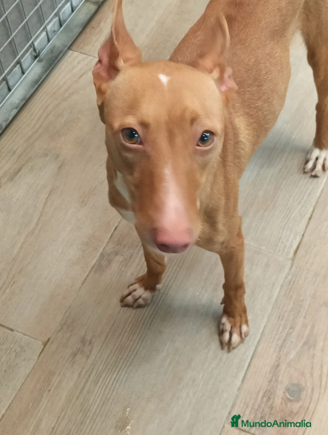 Podenco Andaluz perros en venta: Podenca andaluz  - Anuncio 1