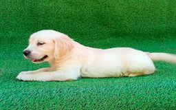 Golden Retriever perros en venta: GOLDEN RETRIEVER - Imagen 4